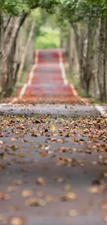 Tree-lined road with autumn leaves on the ground creating a serene atmosphere.