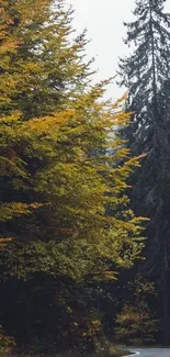 Winding road through autumn forest with colorful trees.