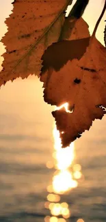 Autumn leaves with sunset reflection on water, creating a serene mobile wallpaper.