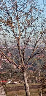 Tranquil autumn tree in rural landscape with blue sky.