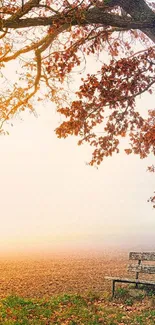 Serene autumn tree with a bench and misty background on wallpaper.