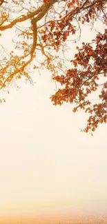 Golden autumn tree branches with misty background.