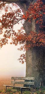 Serene autumn scene with a tree and bench.