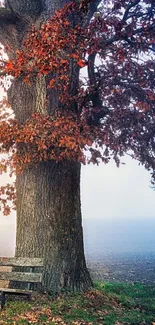 Serene autumn tree with a bench in a tranquil setting.