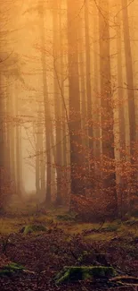 Misty autumn forest path with golden hues and tall trees.