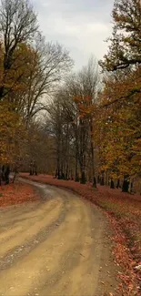 Autumn woodland path with colorful trees.