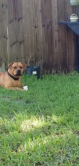 A dog relaxing on the grass in a sunny backyard scene.