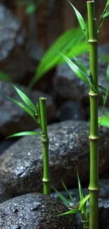 Bamboo and stones create a serene mobile wallpaper.