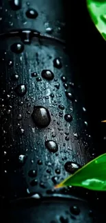 Dew-covered bamboo stems with green leaves.