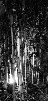 Black and white bamboo forest with glowing light.