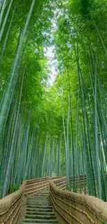 Elevated pathway through lush bamboo forest.