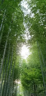 Serene bamboo forest pathway under lush green canopy.