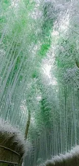 Peaceful bamboo forest pathway in lush green setting.