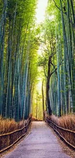 Bamboo pathway through a tranquil forest with lush green surroundings.