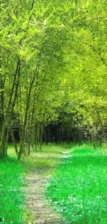 Bamboo forest pathway with lush green foliage