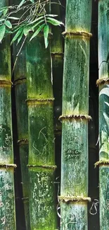 Serene image of tall bamboo stalks in a lush green forest.