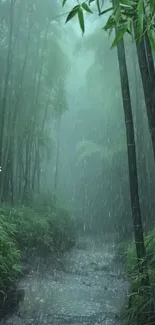 Serene bamboo forest in the rain, lush and calming wallpaper.