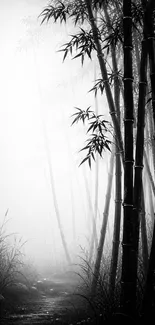 Black and white bamboo forest in misty ambiance.