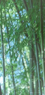 Lush green bamboo stems forming a serene forest backdrop.