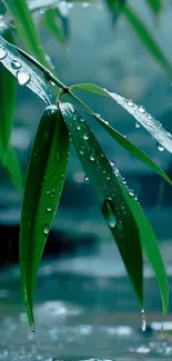 Close-up of bamboo leaves with raindrops on a serene background.