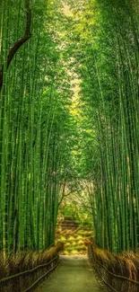 Lush green bamboo forest path with sunlight filtering through.