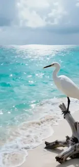 Egret perched on driftwood at a turquoise beachfront with gentle waves.