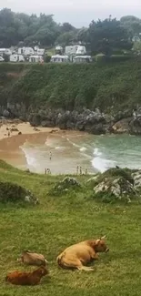 Mobile wallpaper of cows by a scenic beach.