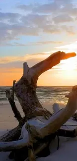 A serene sunset over a beach with driftwood and calm waves.