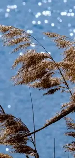 Beach grass against a sparkling blue water background, serene mobile wallpaper.