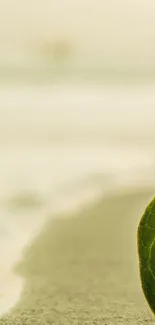 Serene beach scene with a green leaf on a sandy shore.