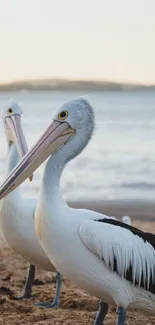 Two pelicans on a sandy beach with a tranquil ocean backdrop.