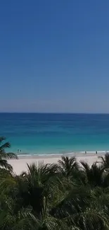 Tropical beach with palm trees and turquoise ocean under a clear blue sky.