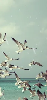 Seagulls flying over turquoise waters at a serene beach.