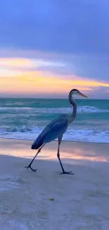 Heron strolling on a beach during a vibrant sunset.