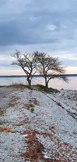 Serene beach with pebbles, bare trees, and cloudy sky.