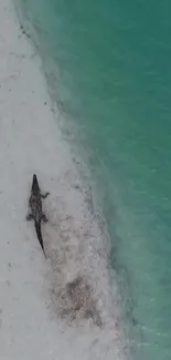 Aerial view of crocodile on a serene beach with turquoise water.