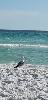 A seagull stands on a sunny beach by the blue ocean waves.