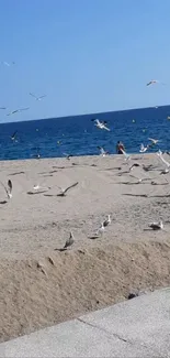 Seagulls flying over a sandy beach near the blue ocean under a clear sky.