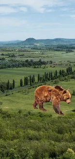 Brown bear walking on green hills under a clear blue sky.