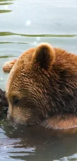 A serene bear resting in tranquil waters as a mobile wallpaper.