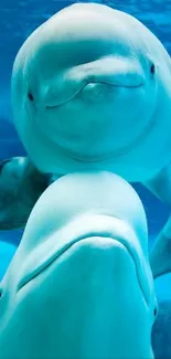 Two beluga whales swimming underwater gracefully.