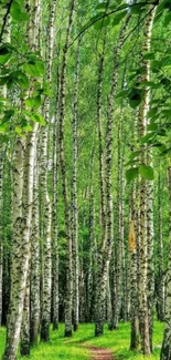 Serene birch forest with green foliage.