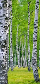 A serene birch forest with lush green foliage.