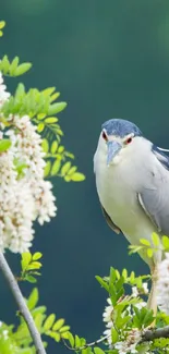 Bird perched on green branches with white blossoms.