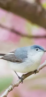 A small bird perched on a branch with pink cherry blossoms in the background.