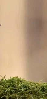 A small bird perched on lush green moss against a soft beige background.