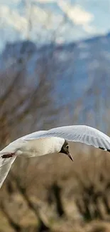 Bird flying over landscape with mountains.