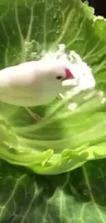 White bird nestled in vibrant green cabbage leaves.