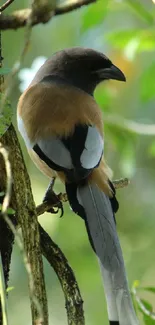 Colorful bird perched on a tree in lush greenery.