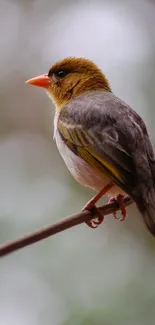 A small bird perched on a branch with soft brown tones.